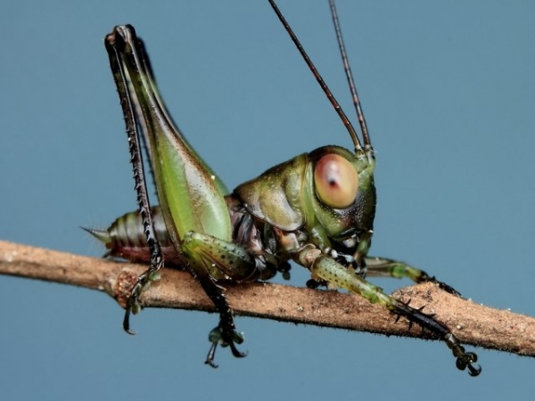 Which bug would you rather meet?