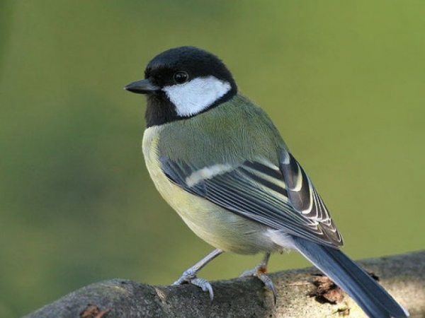 Which more common animal do you typically relate to?