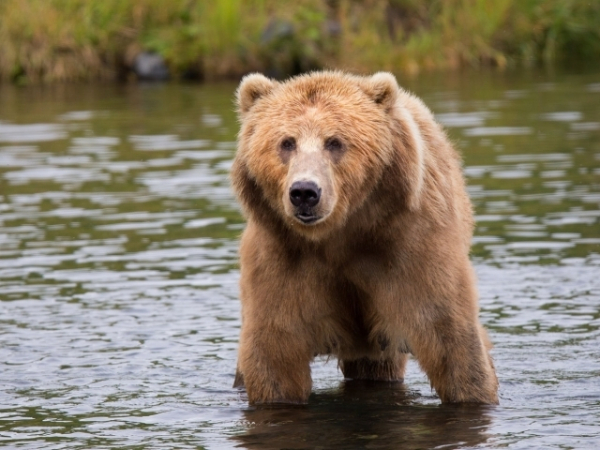 Which animal sends a shiver down your spine?