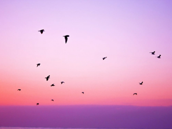 Which color best represents peace?