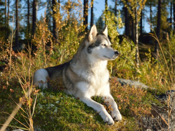 If you could have a dog, what breed would you choose?