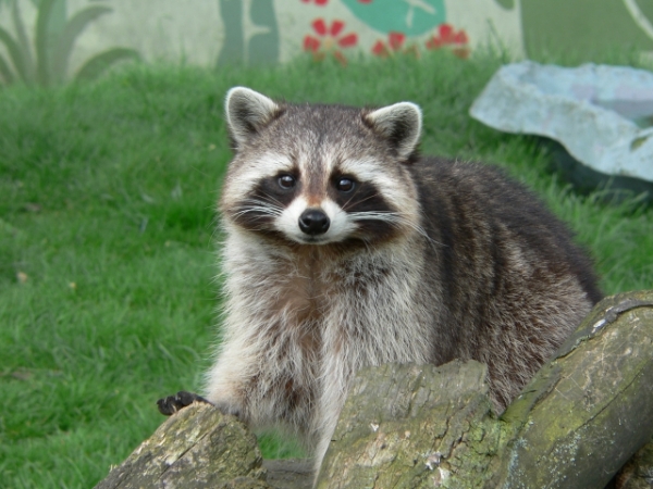 Choose your favorite animal: