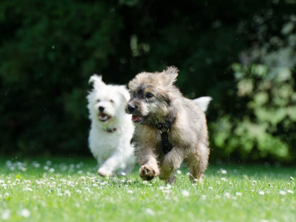 What's the most important quality your ideal pet would have?