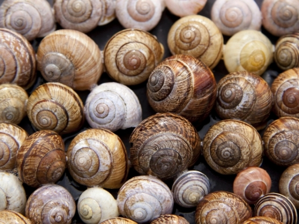 Would you ever try escargot?