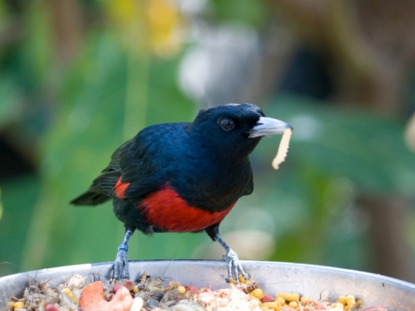 Do you believe that the early bird catches the worm?