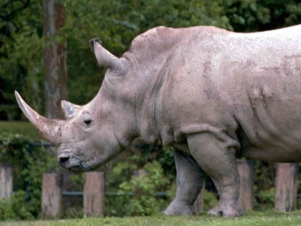 Which safari animal is your spirit animal?