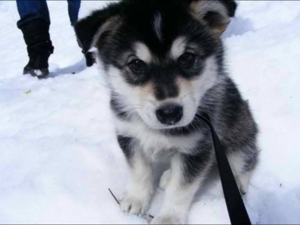 Choose a puppy breed!
