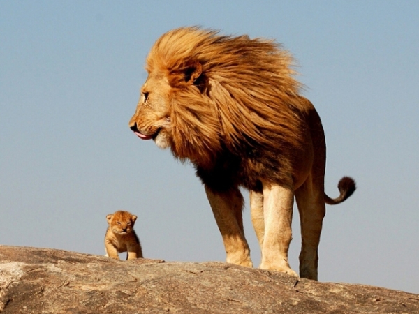 What's your favorite safari animal?