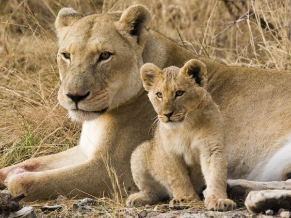 Which of the following animals has the most similar personality to yours?