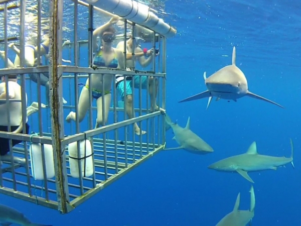 What's the most daring thing you'd ever do?
