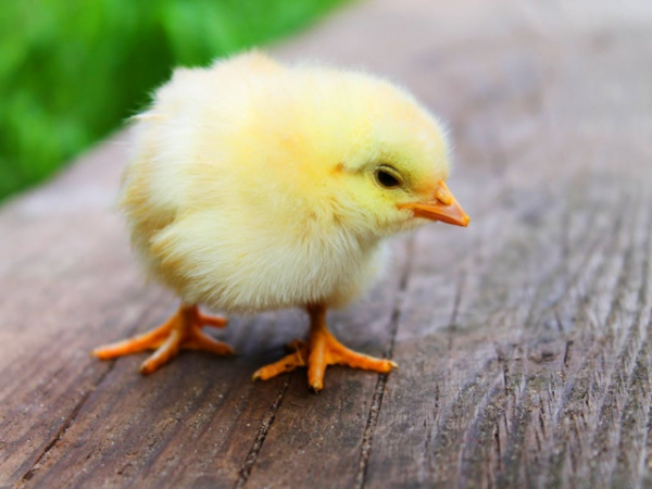 Why did the chicken hold a seance?