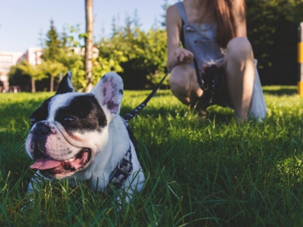 How do you celebrate your dog's birthday?