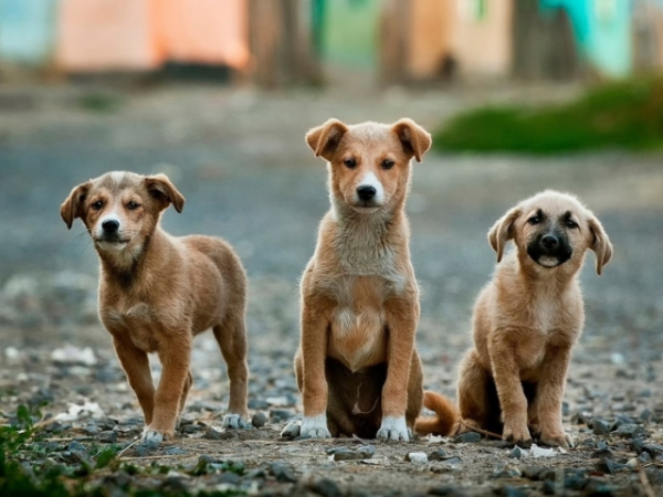 Are you nice to animals?