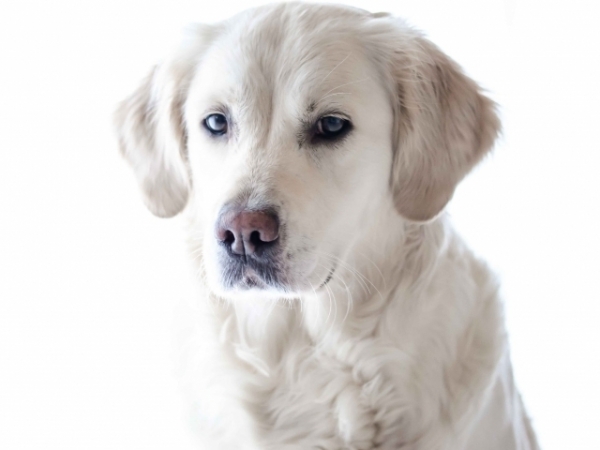 If you could be reincarnated as any animal, you would choose to be a...