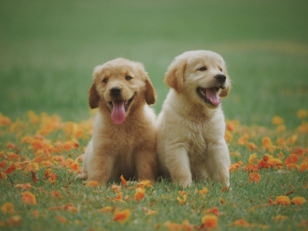 Which animal might you have been in a former life?
