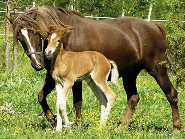 Choose a baby farm animal!