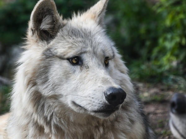 What's your spirit animal?