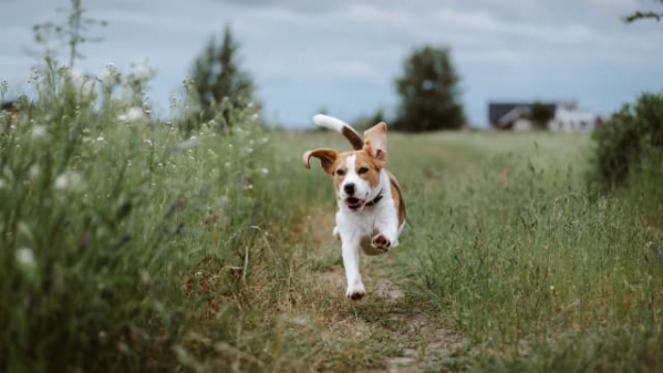 What do you think of beagles?