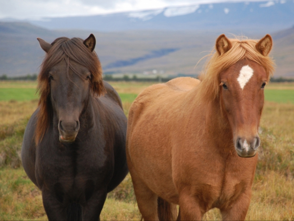 If you could be any type of animal, what animal would you be?