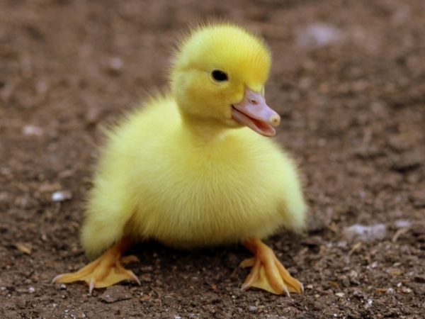 Which baby animal do you find the cutest?