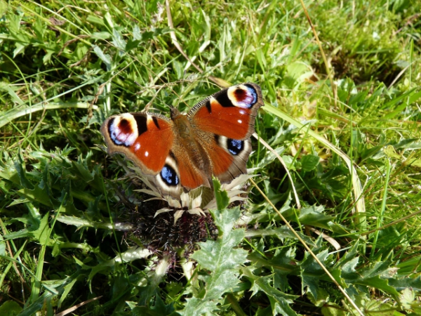 Would the butterfly in the photo be considered symmetrical?