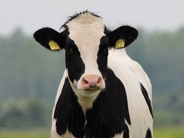 Choose a farm animal!