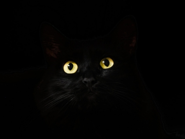Choose the superstition you believe in: