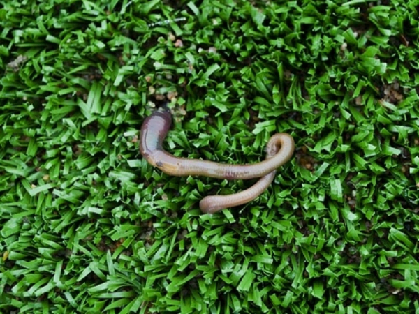 Your friend bets you to eat a worm. How much money to they have to offer for you to do it?