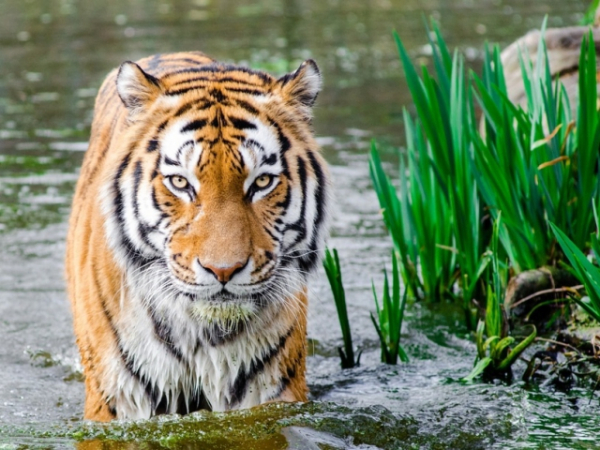 Which animal would you rather be?