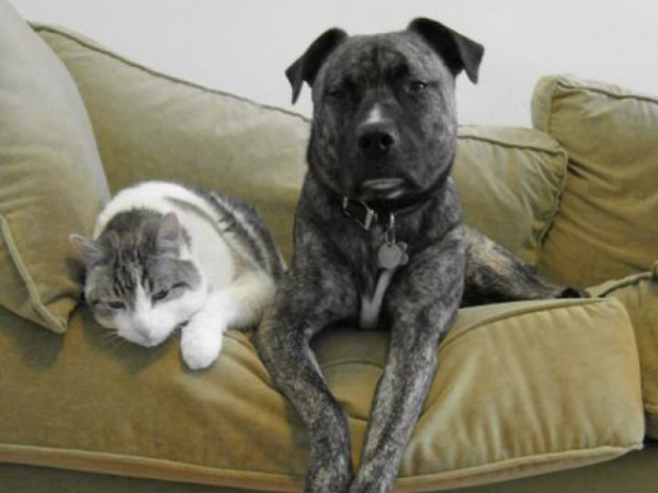 What kind of animal do you prefer as a pet?