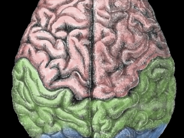 Are you a right-brained (creative) or left-brained (analytical/logical) thinker?