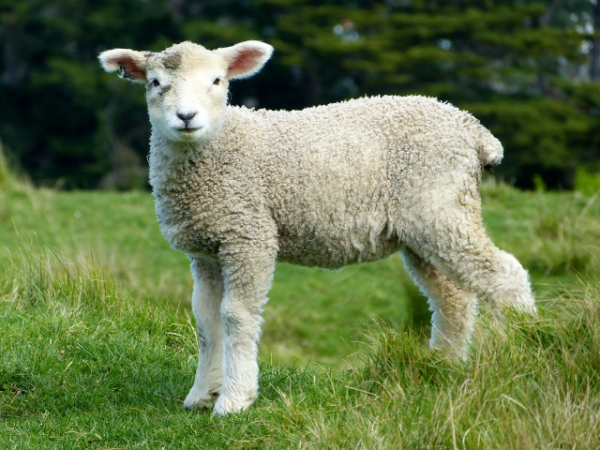 What is your favorite biblical animal?