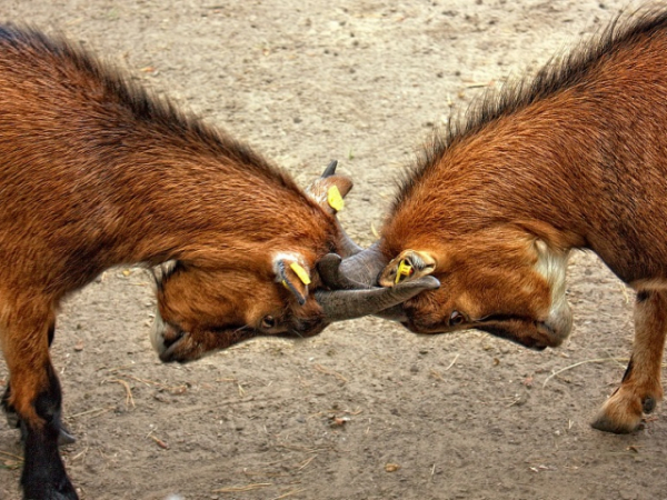 How do you handle a disagreement?