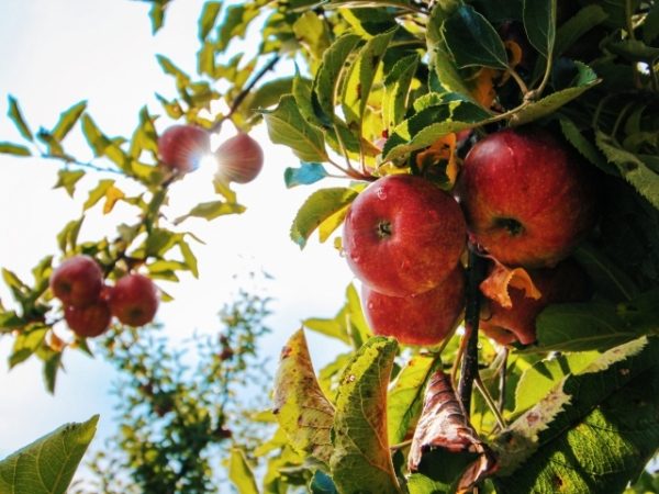 Choose something to pick on the farm:
