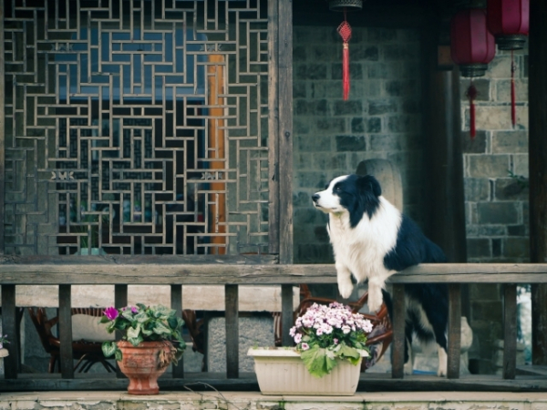 What do you spend the most money on for your pet?