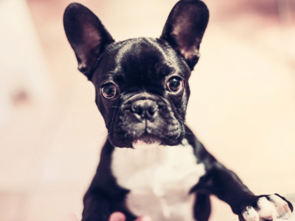 Did you have any pets growing up?