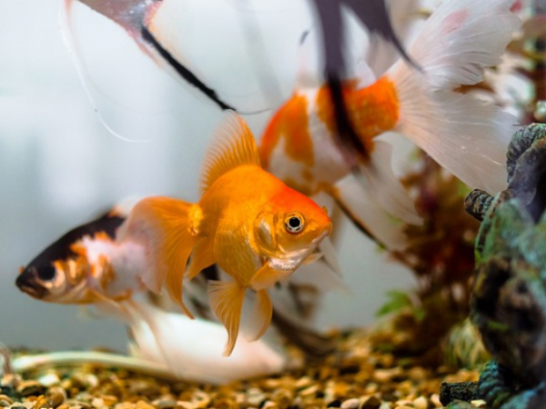 What pet do you prefer to keep from below?