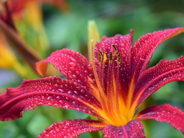 Choose a flower: