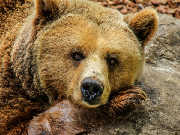 If your boss were an animal, which one would they be?