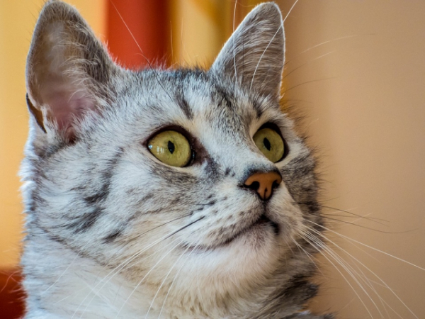 What word would you use to describe a cat?