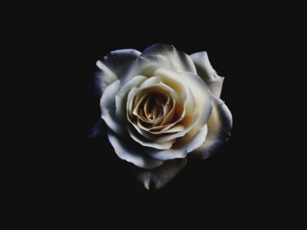 If you were a rose what color would you be?