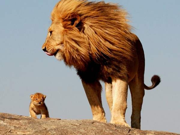 Which safari animal matches your personality best?