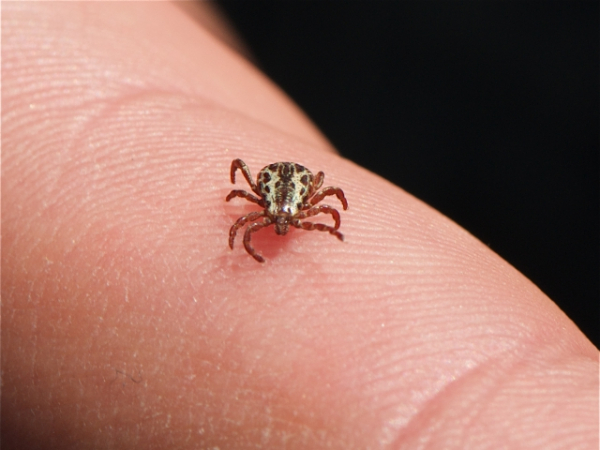 Consult a doctor if a tick has been embedded in your skin longer than: