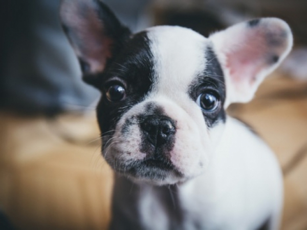 Are you an animal lover?