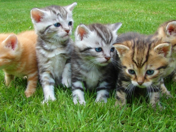 Do you often do things to help protect animals and plants from harm or extinction?