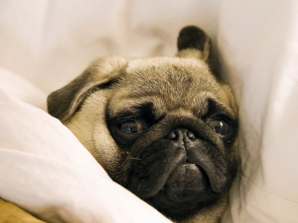 If you're unable to fall asleep at night, what's keeping you up?