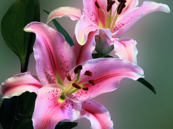 Which flower is most romantic to you?