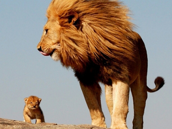 Pick a safari animal!