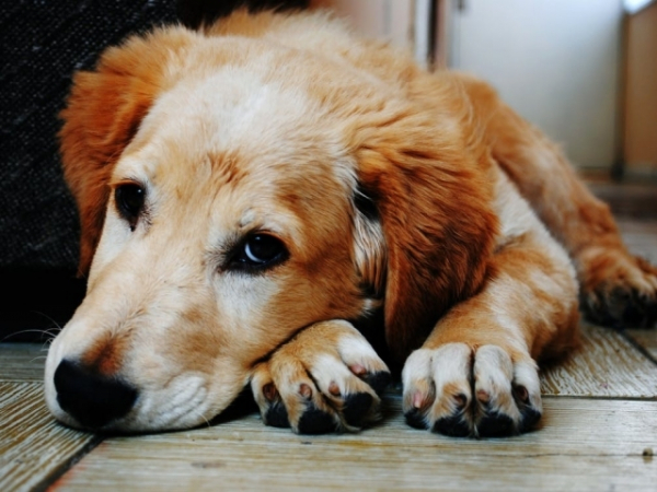 How often do you post pictures of your dog on social media?