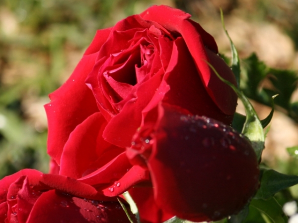 Which of these flowers can you NOT stand?